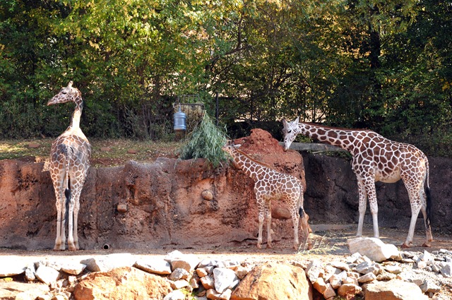 [first trip to zoo 111910 (9)[2].jpg]