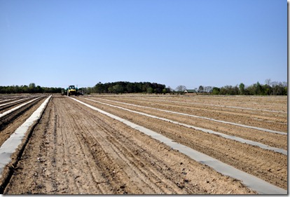 transplanting watermelons 0311 (50)