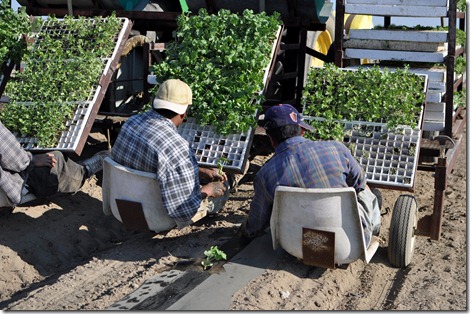 transplanting watermelons 0311 (36)