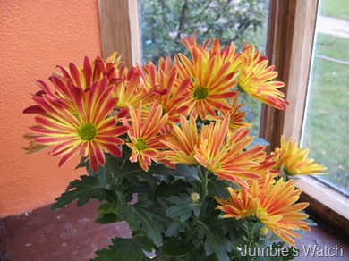 chrysanthemum