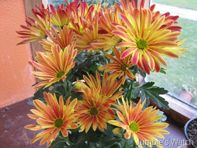 Chrysanthemum 3