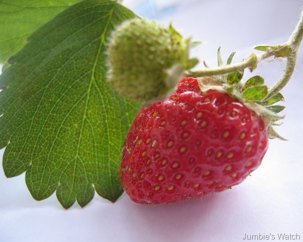 [Strawberry[6].jpg]