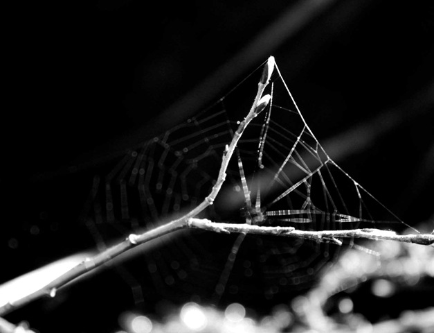 web