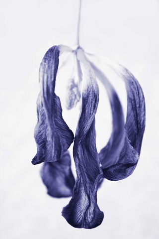 [blue[4].jpg]