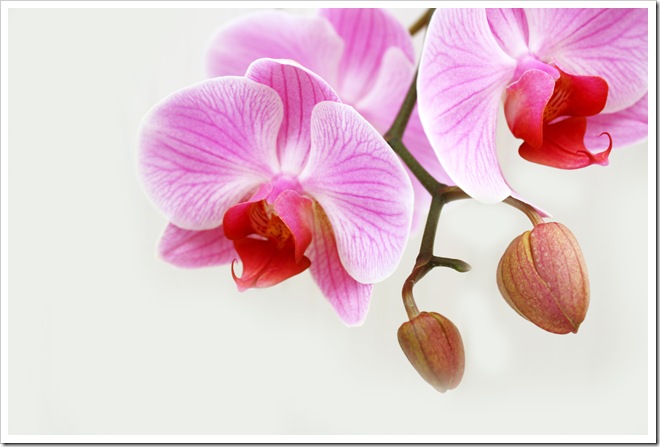 orkide1