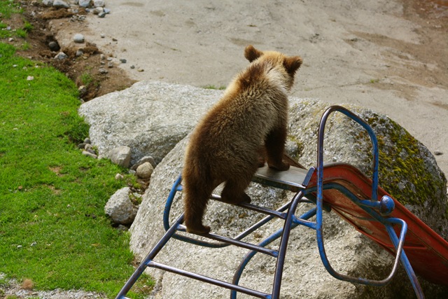 [babybear2[4].jpg]