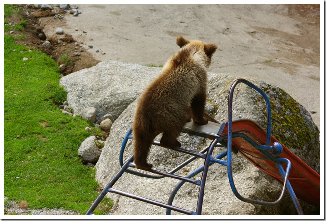 babybear2