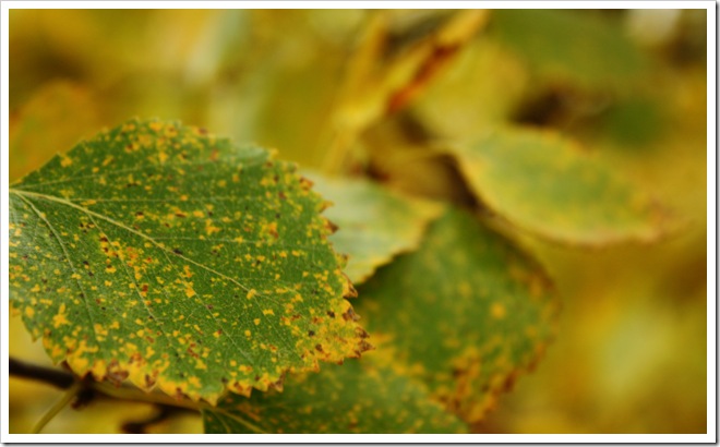 autumn2