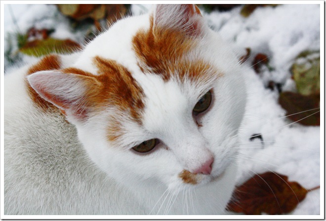 cat