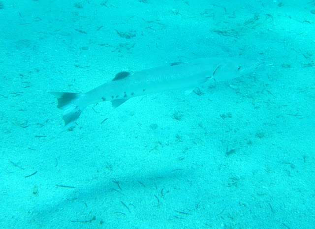 Baracuda.jpg