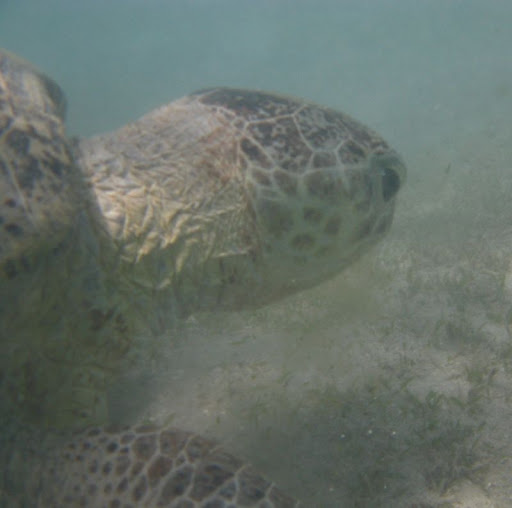 Marsa%20Shoni8%20-%20reef.jpg