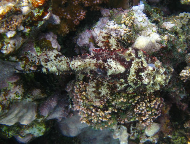 Poisson%20scorpion3.jpg
