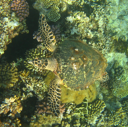 Reef%20sud3%20-%20tortue.jpg