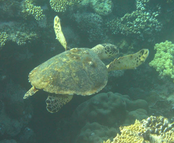 Reef%20sud4%20-%20tortue.jpg
