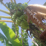  &ndash; Ocho Rios, Jamaica