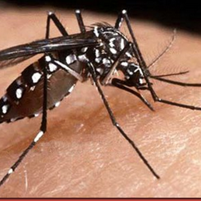 Armadilha para o mosquito da dengue