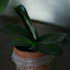 Moth Orchid