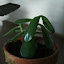 Sundew's Indoor garden