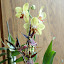 sundew's Container garden
