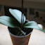 Merlot Moth Orchid
