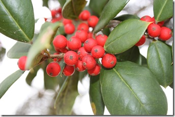 berries 031 berries 031