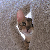 Macho - Day 2 peekaboo
