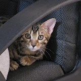 Niña's favorite spot - behind Mom