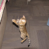 Leapin' leopards!