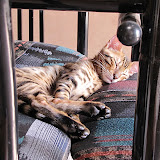 Macho - Definitely nap time