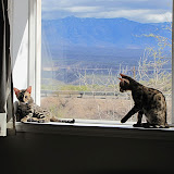 We discovered the windowsill!