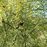 Ernie the Oriole visiting again