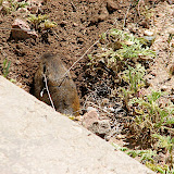 Peter the pocket gopher 4/18
