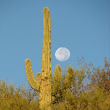 Morning moon 11/4