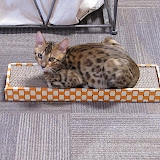 Macho on his scratcher 3/15
