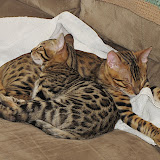 Snuggle bugs 3/8 (3.5 mos)