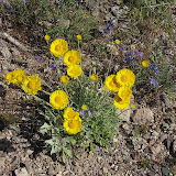 Desert Marigold 4/3