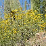 Brittlebush &amp; saguaros 4/14