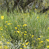 Blooming Hopi Tea (spiky plant) 4/15
