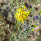 Unidentified flower, 4/15
