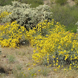 Brittlebush 4/15