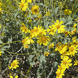 Brittlebush close-up 4/15