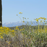 Brittlebush, mt. views from Fry Ranch