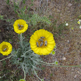 Bees on Desert Marigold 4/18