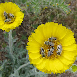 Bees on marigold 4/18