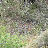 Firecracker Penstemon 4/18