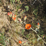 Desert Globe Mallow 4/14
