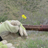 Bladderpod Mustard, AZ Trail 4/16