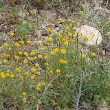 Common Dogweed, AZ Trail 4/16