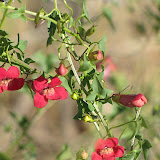 Twining Snapdragon -close up 4/12