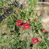 Twining Snapdragon 4/12